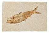 Detailed Fossil Fish (Knightia) - Wyoming #204511-1
